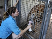 بالصور..وفاة عاملة بحديقة حيوان فى فلوريدا اثر تعرضها لهجوم من نمر