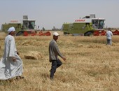 بدء موسم توريد القمح فى أسوان بعد حصاد 57 ألف فدان