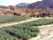 بالصور.. الداخلية تقتحم زراعات المخدرات بجنوب سيناء وتضبط 120ألف شجرة أفيون