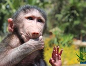 واشنطن بوست: علماء أمريكيون يسعون لحل لغز فيروس "جدرى القرود" القاتل