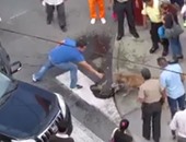 بالفيديو.. صراع بين كلبين فى شوارع المكسيك.. والمواطنون يفشلون فى إنهاء اشتباكهما