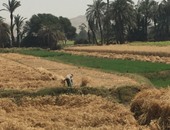 نائب مطالبا الرئيس بالتدخل لإنقاذ مزارعى القمح: الحكومة تتعنت فى استلامه