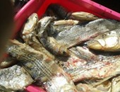 بالصور.."الطب البيطرى" بالقاهرة تضبط 30 طن أسماك فاسدة قبل بيعها للمواطنين