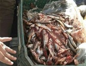 ضبط 8 طن وربع أسماك مملحة ولحوم غير صالحة للاستهلاك الآدمى بالمنوفية