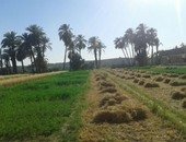 قارئة تشارك صحافة المواطن بصور لحصاد القمح وجمال الطبيعة فى الأقصر