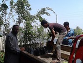 المنيا تبدأ إجراءات زراعة 12 ألف فدان "غابة شجرية " للاستفادة من مياه الصرف