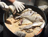 ضبط 3 أطنان و350 كيلو أسماك غير صالحة للاستهلاك الآدمى بكفر الشيخ