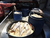 "تموين الإسكندرية" تضبط 280 كيلو أسماك مملحة غير صالحة للاستهلاك الآدمى