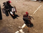 "صراع الديوك" حمى تنتقل لمحافظات مصر