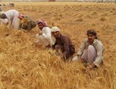 "الزراعة": 338 شونة و18 مليون جوال لاستلام القمح من المزارعين أول إبريل