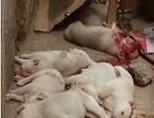 بالصور.. هاشتاج لـ"كلاب مذبحة إسكندرية" ودعوات للتظاهر أمام منزل الجانى