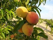 "الزراعة" تصدر حزمة إرشادية للتصدى لتساقط الثمار فى 5 محاصيل فاكهة