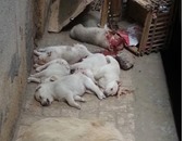 الطب البيطرى بالقليوبية: القضاء على ألفى كلب ضال خلال حملة بالمحافظة