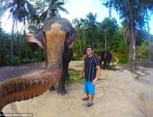 فيل يستخدم خرطومه لالتقاط صورة "سيلفى" مع سائح فى تايلاند