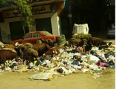 "اليوم السابع واتس آب": تكدس القمامة بشارع مستشفى الصدر فى العمرانية