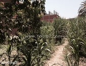 بالفيديو والصور..ضبط 500 شجرة بانجو وسط محصول الذرة فى زفتى