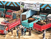 توزيع 1750 رأس ماشية ضمن مبادرة الرئاسة بـ5 مراكز فى الفيوم