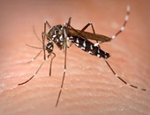 احترس.. الناموس قد يصيبك بالملاريا.. تعرف على طرق مواجهته