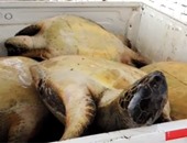 البيئة: حملات بيئية وأمنية موسعة لإنقاذ السلاحف البحرية بالإسكندرية