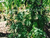 دوريات للجيش والشرطة بجنوب سيناء تضبط 7 مخازن لنبات البانجو المخدر