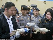شرطة إندونيسيا تحرر 24 ببغاء نادرا من احتجازهم داخل زجاجات مياه لتهريبهم