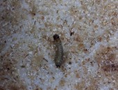 واتس آب اليوم السابع.. للمرة الثالثة مواطن يكتشف حشرة برغيف خبز فى شبرا