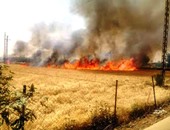 السيطرة على حريق فى زراعات القمح بقرية بنى أحمد فى بنى سويف