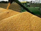 الحكومة المصرية ترفض 40 ألف طن من القمح البولندى والكندى بسبب فطر الإرجوت
