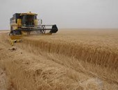 زراعة الوادى الجديد: انتهاء موسم حصاد القمح بإجمالى 206510 فدان