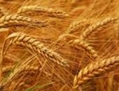 "زراعة سوهاج": توريد 80 ألف طن من القمح إلى الشون والصوامع