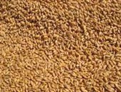 مطاحن أسوان تستقبل 34 ألف طن من القمح حتى اليوم