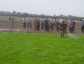 ري القليوبية: رصد 102 فدان  أرز تم زراعتها بشكل مخالف وبدء الإزالة من اليوم