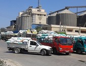 وزارة الزراعة: استلام 4 ملايين و 711 ألف طن من القمح والتوريد مستمر