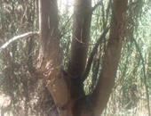 للأمان من الحريق.. كيف تقاوم نيران حرائق الأشجار والمخلفات وتمنع امتداداها  