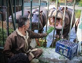 اشتباكات بين 8 حيوانات "سيد قشطة"بحديقة حيوان الفيوم فى احتفالات شم النسيم