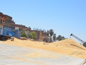 بنك التنمية والائتمان الزراعى بجنوب سيناء يستلم القمح من المزارعين