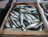 فوائد سمك السردين على صحة الجسم أبرزها الوقاية من الجلطات