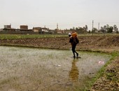 "الرى": تحصيل الغرامات من المخالفين لزراعة الأرز لتسببهم فى إهدار المياه
