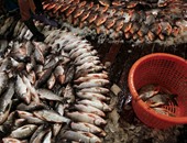 ضبط نصف طن أسماك بالغردقة محظور تصديره ونقله بقرار من المحافظ