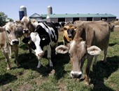 الإحصاء: مصر استوردت حيوانات منوية لذكور الأبقار بـ1.2 مليون جنيه فى 2016