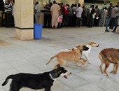صحافة المواطن: بالصور.. تجول الكلاب داخل مرور برج العرب بالإسكندرية