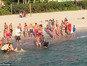 بالصور..فى مشهد نادر قبالة ساحل خليج فلوريدا اصطياد سمك قرش "المنشار"