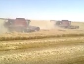 بالفيديو.. تداول لقطات لحصاد القمح هذا العام فى شرق العوينات بالوادى الجديد