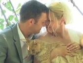 بالفيديو.. عروسان يدعوان 1100 قطة لحفل زفافهما.. وممنوع دخول البشر