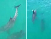 بالفيديو.. ظهور نادر لأسماك الدولفين بالمدخل الجنوبى لقناة السويس