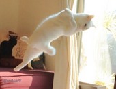 قطة وبترقص.. بالصور قطة تجيد رقص الباليه وتنافس أشهر راقصى العالم