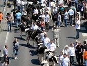 بالصور.. المجريون ينظمون مسيرة بالأبقار احتجاجا على تدنى أسعار الألبان