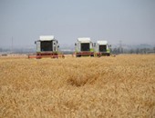 مصر تشترى 300 ألف طن من القمح