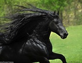 بالصور "فريدريك" أجمل حصان فى العالم.. ولديه 13 ألف متابع على "فيسبوك"