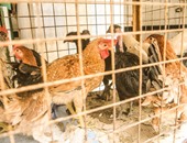 "الثروة الداجنة": المصريون يستهلكون  1.8 مليون دجاجة يوميا فى رمضان